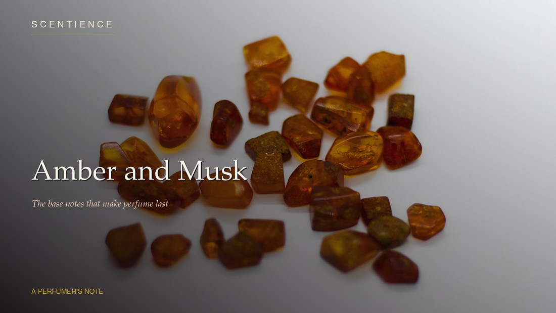 Amber and Musk: The Mysterious Base Notes That Make Perfume Last