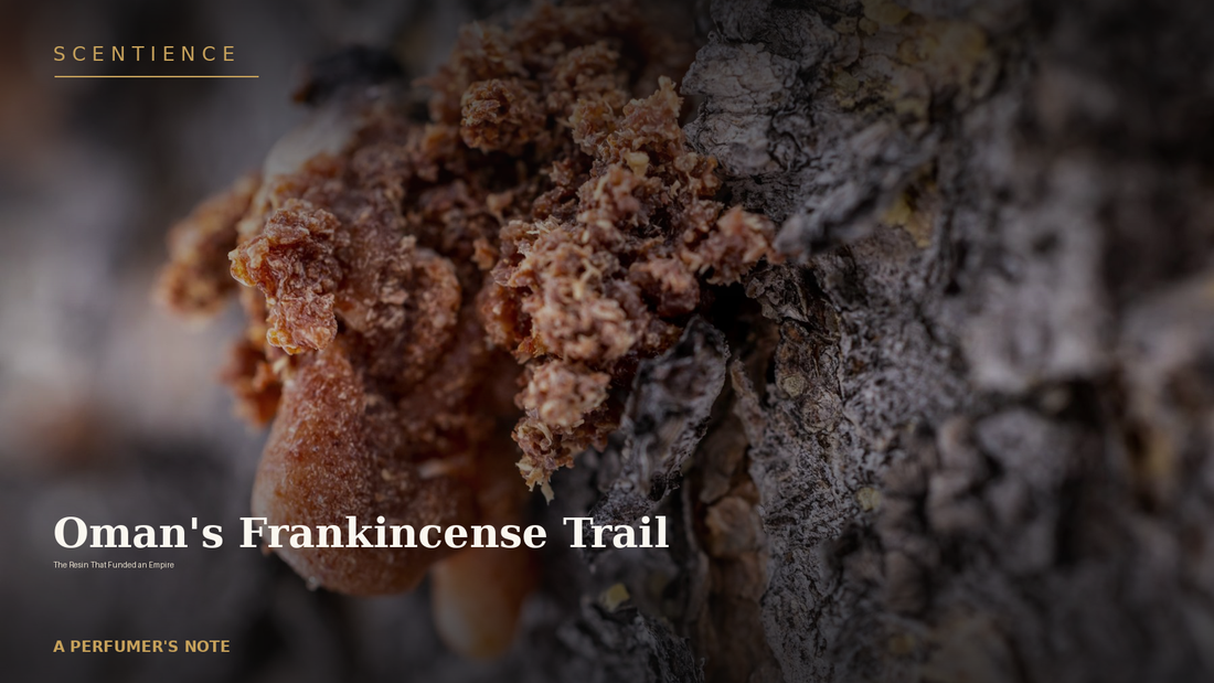 Oman's Frankincense Trail: The Resin That Funded an Empire