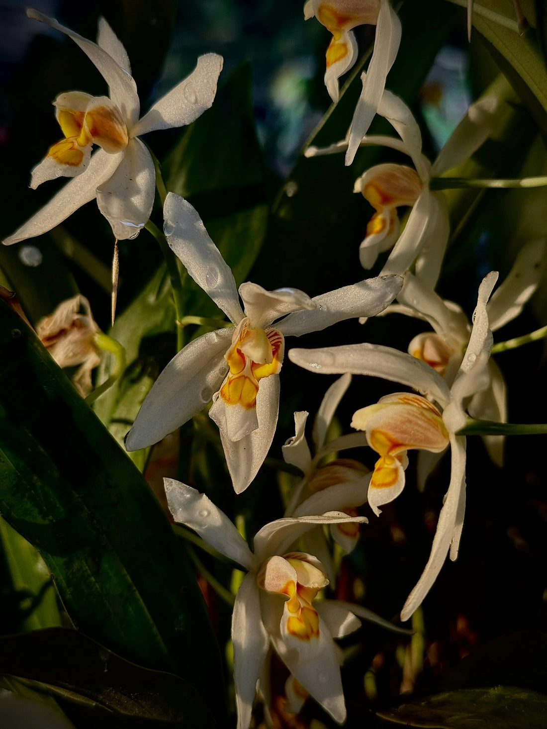White orchid blossoms in warm light, evoking the vanilla orchid used in perfumery