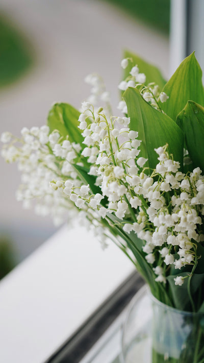 Lily-of-the-Valley