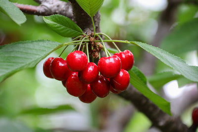Cherry