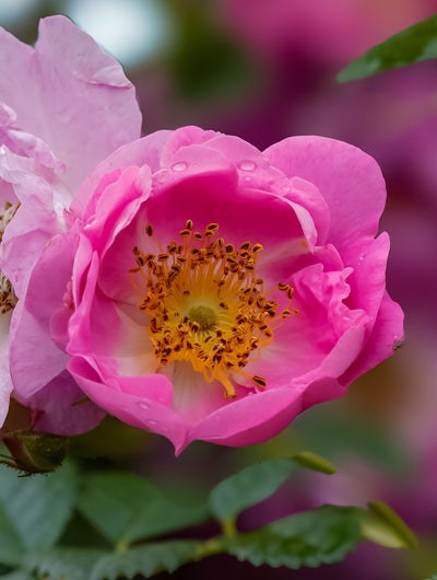 May Rose