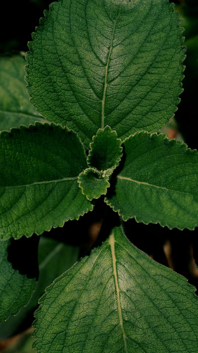 Patchouli