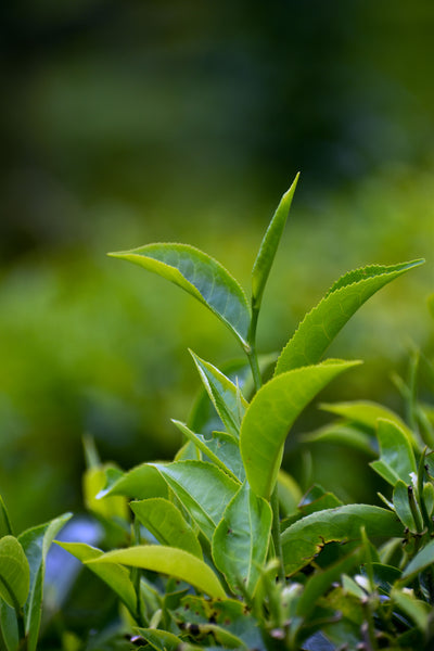 Tea