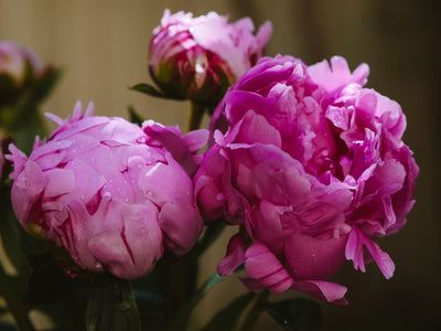 Peony